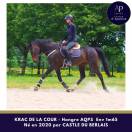 Gelding AQPS For sale 2020 Bay