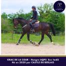 Gelding AQPS For sale 2020 Bay