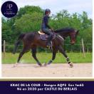 Gelding AQPS For sale 2020 Bay