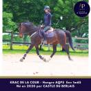 Gelding AQPS For sale 2020 Bay