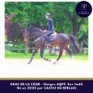 Gelding AQPS For sale 2020 Bay