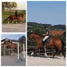 Hongre SF 2020 Dressage ou CCE