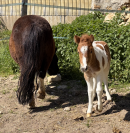 Qalhua des possibles