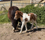 Qalhua des possibles