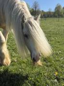 Hongre palomino Irish cob