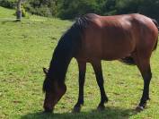 vends jument de 3 ans pur sang arabe PP