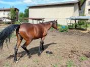 vends jument de 3 ans pur sang arabe PP
