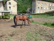 vends jument de 3 ans pur sang arabe PP