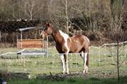 Jument ONC pie 15 ans &ndash; Loisir / Balade / Poulini&egrave;re 