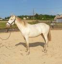 Poulain hongre Royal Belgium Palomino 