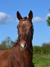 Lancelot d'Euro - 5 ans Grand D 