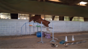 Lancelot d'Euro - 5 ans Grand D 