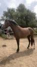 Potra PRE en venta