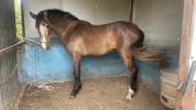 Potra PRE en venta