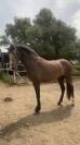 Potra PRE en venta