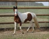 Ponette Welsh 3ans