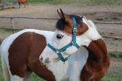 Ponette Welsh 3ans