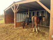 Equestrian property  Yvelines