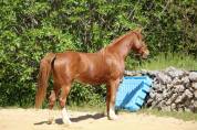 Poney 3ans femelle 