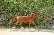 Poney 3ans femelle 