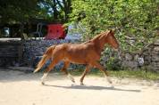 Poney 3ans femelle 