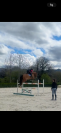 Cavallo francese 7 anni