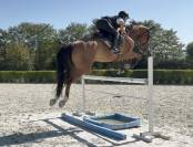 Cavallo francese 7 anni