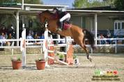 Cavallo francese 7 anni