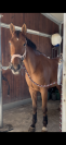 Cavallo francese 7 anni