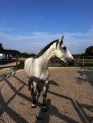 ✨ &Agrave; VENDRE &ndash; Jeune cheval d&rsquo;avenir ✨