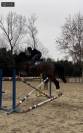 ➤ Zangersheide 13 ans 1m72 &ndash; CSI &ndash; 120 &ndash; Amateur