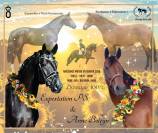 Pouliche oldenbourg dressage &agrave; vendre