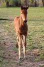 Pouliche oldenbourg dressage &agrave; vendre