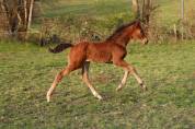 Pouliche oldenbourg dressage &agrave; vendre