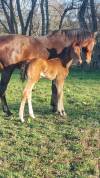 Pouliche oldenbourg dressage &agrave; vendre