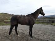 Superbe AQPS 5 ans