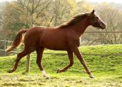 Poulini&egrave;re avec sa pouliche Deutsches Reitpony