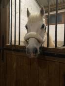 Poney onc 