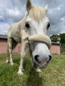Poney onc 