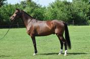 Chic hongre holsteiner 8 ans
