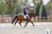 Chic hongre holsteiner 8 ans