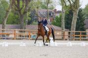Chic hongre holsteiner 8 ans