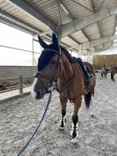Hongre SBS &agrave; vendre 