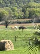 Pension au pr&eacute; - Les prairies de Larina - Hieres sur Amby (38)