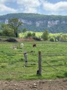 Pension au pr&eacute; - Les prairies de Larina - Hieres sur Amby (38)