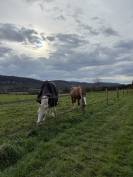Pension au pr&eacute; - Les prairies de Larina - Hieres sur Amby (38)