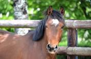 M&acirc;le PFS 2 ans par Champagne d'Ar Cus Top origines CSO 