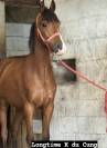 Pony welsh part bred wpb 