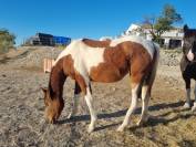 Pouliche de 2 ans, Paint crois&eacute;e Appaloosa 