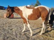 Pouliche de 2 ans, Paint crois&eacute;e Appaloosa 